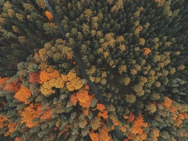 Aerial view of autumn forest representing change and transformation